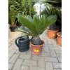Cycas revoluta 55 cm