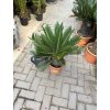 Cycas revoluta 55 cm