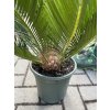 Cycas revoluta 55 cm