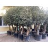 Olea europea - Olivovník 280 cm