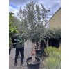 Olea europea - Olivovník 280 cm