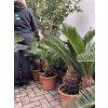 Cycas revoluta 60 cm