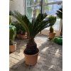Cycas revoluta 60 cm