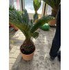 Cycas revoluta 60 cm