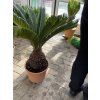 Cycas revoluta 60 cm