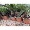 Cycas revoluta 60 cm