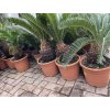 Cycas revoluta 65 cm