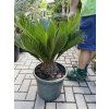 Cycas revoluta 60 cm