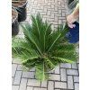 Cycas revoluta 60 cm