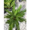 Cycas revoluta 60 cm