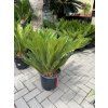 Cycas revoluta 60 cm