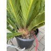 Cycas revoluta 60 cm
