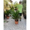 Cycas revoluta 65 cm