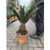 Cycas revoluta 60 cm