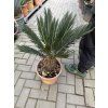 Cycas revoluta 60 cm