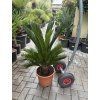 Cycas revoluta 60 cm