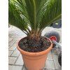 Cycas revoluta 60 cm