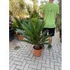 Cycas revoluta 60 cm