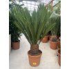 Cycas revoluta 60 cm