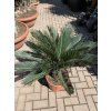 Cycas revoluta 60 cm