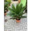 Cycas revoluta 60 cm