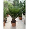 Cycas revoluta 60 cm