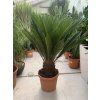Cycas revoluta 60 cm