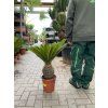 Cycas revoluta 60 cm