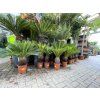 Cycas revoluta 60 cm