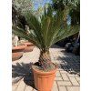 Cycas revoluta 60 cm