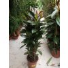 Ficus elastica Melany 150 cm
