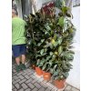 Ficus elastica Melany 150 cm