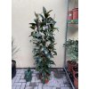 Ficus elastica Melany 150 cm