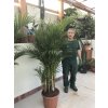 Areca lutescens, chrysalidocarpus, dypsis. 220+ cm