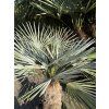 Chamaerops humilis Cerifera, Modrá trpasličí palma 160cm