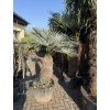 Chamaerops humilis Cerifera, Modrá trpasličí palma 160cm