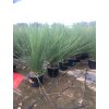 Dasylirium Longissimum 100 cm
