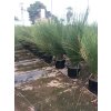 Dasylirium Longissimum 100 cm