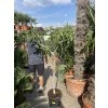 Ficus carica Goutte de miel 150 cm