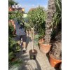 Ficus carica Goutte de miel 150 cm