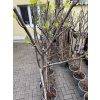 Ficus carica Goutte de miel 150 cm