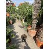 Ficus carica Goutte de miel 150 cm