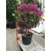 Bougainvilliea , Bugenvilea  130 cm