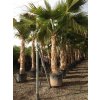 Pritchardia hillebrandii, palma, původ palmy Španělsko.