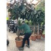 Ficus elastica,  250 cm