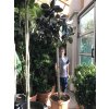 Ficus elastica,  250 cm