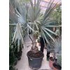 Bismarckia nobilis, Bismarckova palma. 170 cm
