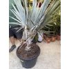 Bismarckia nobilis, 140 cm