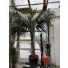 Howea Forsteriana 350 cm