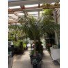 Howea Forsteriana 400 cm